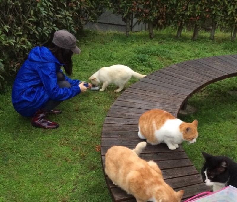 かすやねこ