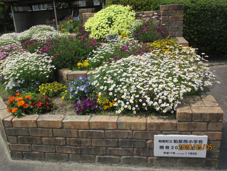 花壇の花もきれいに咲いています。の画像